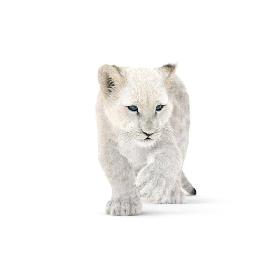 3D White Baby Lion Rigged, Fur model